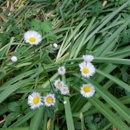 Clegg Memorial Garden - Places Of Interest