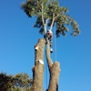 Alan's Tree Removal gallery