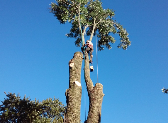 Alan's Tree Removal - West Point, KY