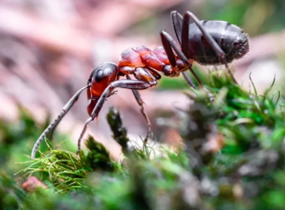 Bates Pest Control - Batehaven, NSW
