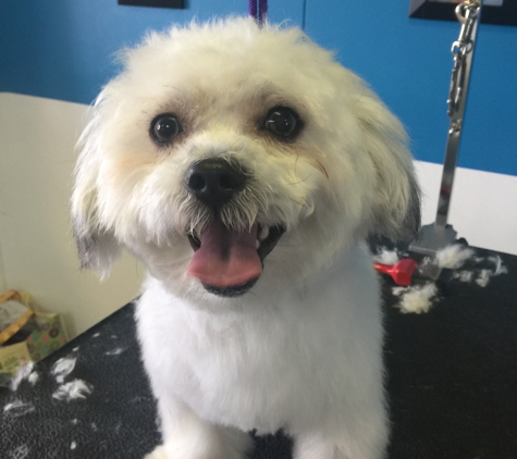 Carter's Paw Spa - Livonia, MI. Stanley's happy after his groom