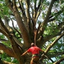 The Tree Doctor - Tree Service