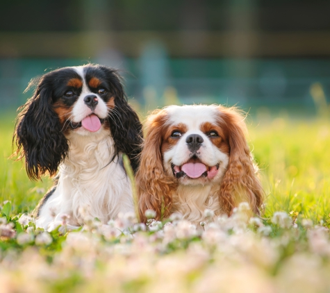 Pet Love Mobile Grooming