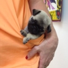 Portage Lakes Veterinary Hospital gallery
