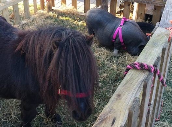 The Painted Pony Petting Zoo and Pony Ride Service - Fort Pierce, FL