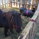 The Painted Pony Petting Zoo and Pony Ride Service