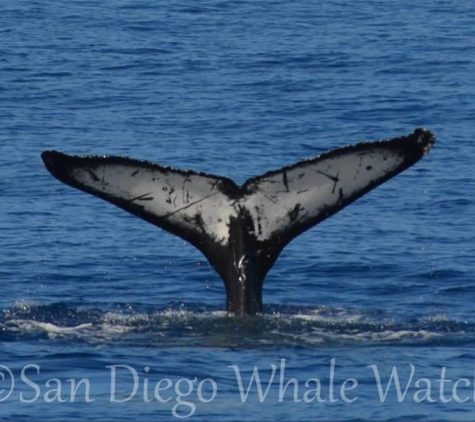 San Diego Whale Watch - San Diego, CA