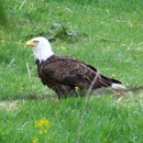 Wooden Eagle Lawn Care and Property Services - Lawn Maintenance