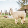 Valley View Veterinary Clinic gallery