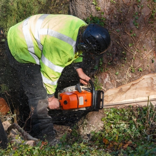 Bruce Helsel Tree Farm & Tree Removal - Cadillac, MI