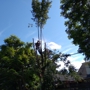 Glovers Tree Service