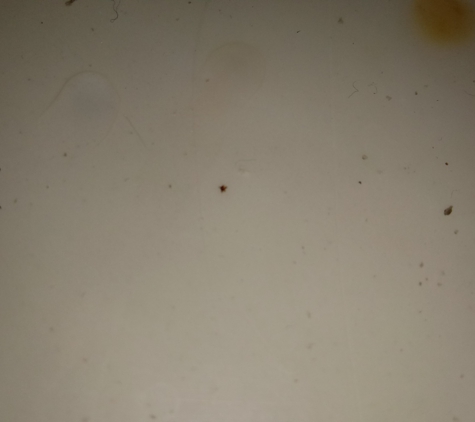 Eldorado Motel - Cleveland, OH. BED BUG ,CRAB����.1-29-20