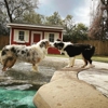 Houston Dog Ranch gallery