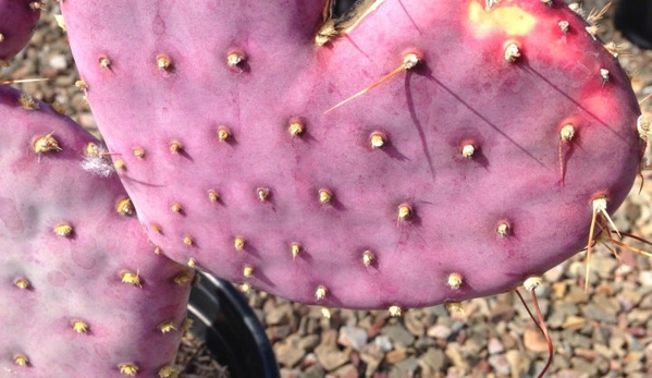 B & B Cactus Farm - Tucson, AZ