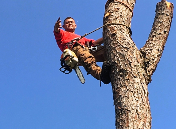 Bros Tree Service - Orlando, FL