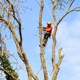 Arbor Design Tree Service Cincinnati