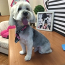 Vip Grooming Pet Saloon - Pet Grooming