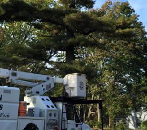 Eastern Tree Experts LLC - Guilford, CT