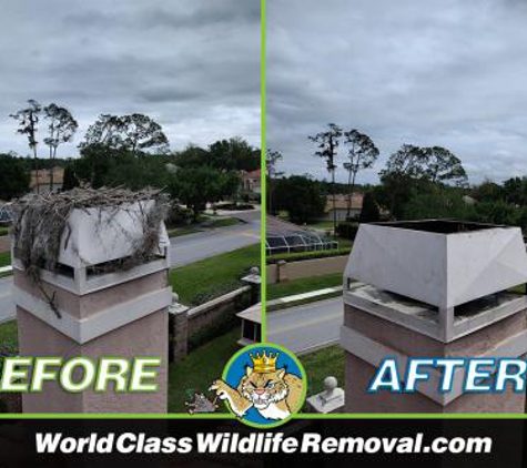 World Class Wildlife Removal & Rodent Remediation - Sarasota, FL