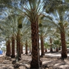 Desert Empire Palms gallery