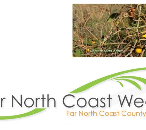 Far North Coast Weeds - Monaltrie, NSW