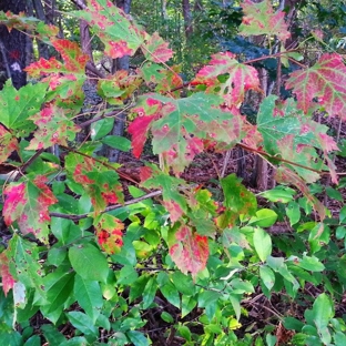 West Lake Nature Preserve - Portage, MI