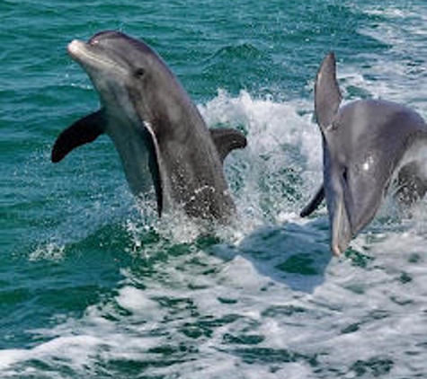 Passage Key Dolphin Tours - Bradenton Beach, FL
