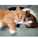 Briarwood Animal Hospital - Pet Services