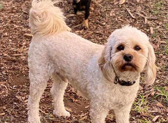 Canineology - Unanderra, NSW