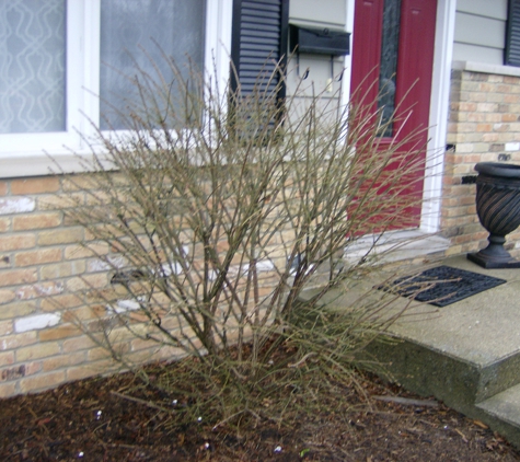 Fresh Cut Lawn/Shrub Care - Mount Pleasant, MI