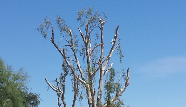 Tree's By Mike - Glendale, AZ