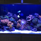 California Custom Aquariums