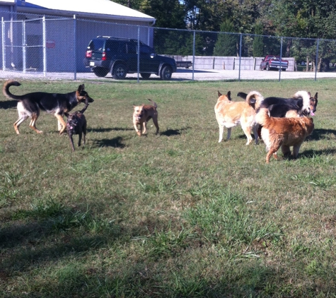 All FUR Fun! Stay & Play Dog Care - Jeffersonville, IN