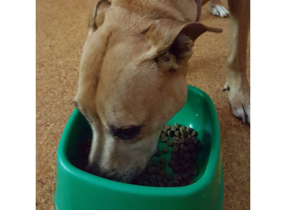 A Pet's Life - Toolijooa, NSW