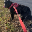 Petsi - Pet Services