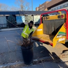 Creative Tree Service