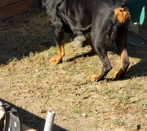 Dupree's Rottweiler Breeding and Stud Services - Greenville, NC. Bella