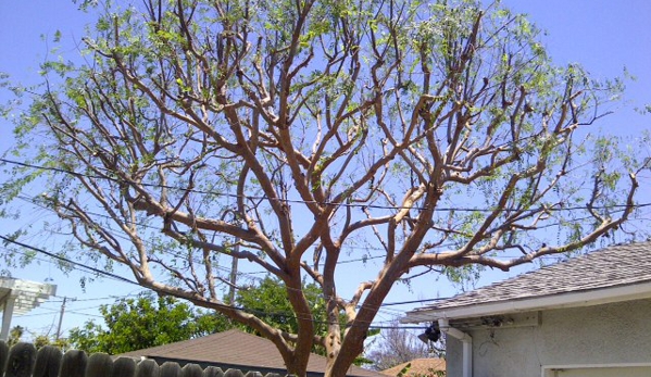 American  Arbor Care - Lomita, CA