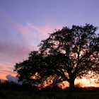 Counseling and Nature Therapy Center, PLLC