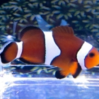 Clownfish Hatchery, LLC