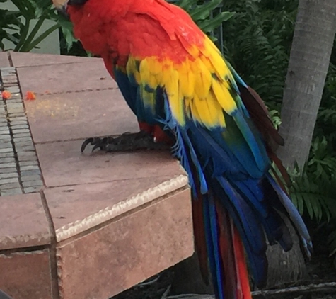 The Bird & Exotic Hospital - Greenacres, FL. Rainbow is fit again, thanks to Dr. Rolfe