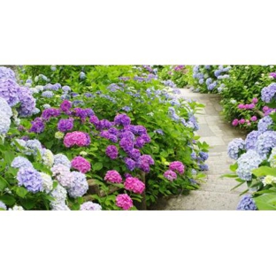 Impact Plants Nursery - Empire Bay, NSW