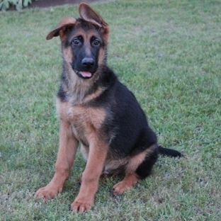 Von Der Otto German Shepherds - Rockwall, TX