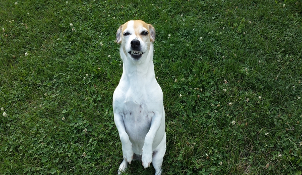 Bed & Biscuit Pet Resort - Westville, IN. Smile Sweetie!