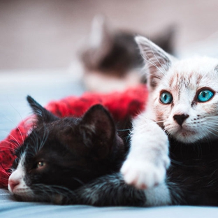 Williams River Veterinary - Clarence Town, NSW
