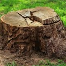 Paul's Stump Removal - Stump Removal & Grinding