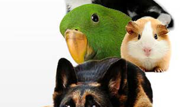 Aussie Pet & Animal Travel - Greenbank, QLD