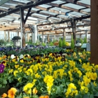 Bellevue Nursery Inc