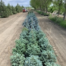 Wentz Trees - Nurseries-Plants & Trees