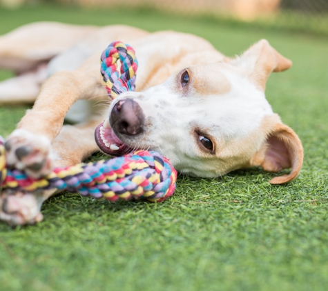 Family Paw - Henderson, NV